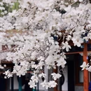 北京旅游 缩略图 8