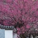 成都旅游 缩略图 1