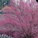 成都旅游 缩略图 7