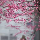 成都旅游 缩略图 10