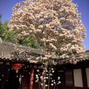 金华旅游 缩略图 1