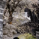 成都旅游 缩略图 17
