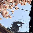 金华旅游 缩略图 4