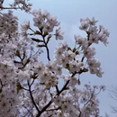 青岛旅游 缩略图 5