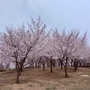 青岛旅游 缩略图 14