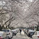 青岛旅游 缩略图 4