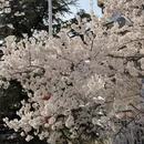 青岛旅游 缩略图 5