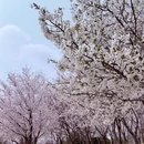 青岛旅游 缩略图 10