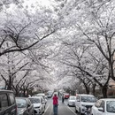 青岛旅游 缩略图 4