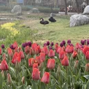 青岛旅游 缩略图 3