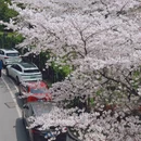 上海旅游 缩略图 4