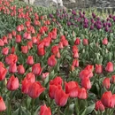 青岛旅游 缩略图 2