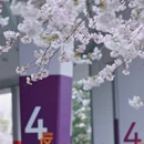 上海旅游 缩略图 18