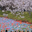 上海旅游 缩略图 13