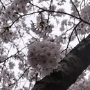 青岛旅游 缩略图 5