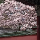 绵阳旅游 缩略图 6