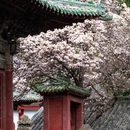 绵阳旅游 缩略图 9