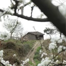 成都旅游 缩略图 5