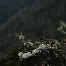 成都旅游 缩略图 7
