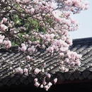 金华旅游 缩略图 4