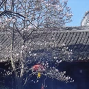 金华旅游 缩略图 5