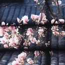 金华旅游 缩略图 12