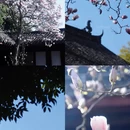 金华旅游 缩略图 8
