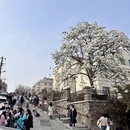 青岛旅游 缩略图 4