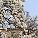青岛旅游 缩略图 7