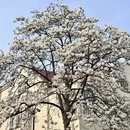 青岛旅游 缩略图 3