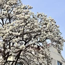 青岛旅游 缩略图 6