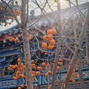 沈阳旅游 缩略图 5