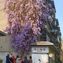 成都旅游 缩略图 3