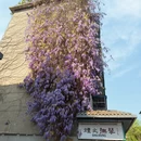 成都旅游 缩略图 6