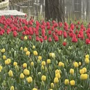 青岛旅游 缩略图 1