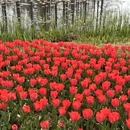 青岛旅游 缩略图 2