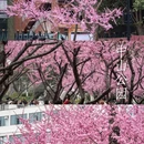 武汉旅游 缩略图 1