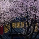 成都旅游 缩略图 2