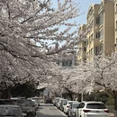 青岛旅游 缩略图 1