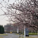 青岛旅游 缩略图 7