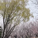 青岛旅游 缩略图 5