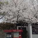 南京旅游 缩略图 2