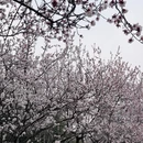 青岛旅游 缩略图 6