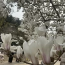 烟台旅游 缩略图 11