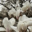 烟台旅游 缩略图 15