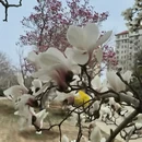 烟台旅游 缩略图 8