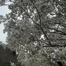 烟台旅游 缩略图 12