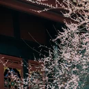 成都旅游 缩略图 4