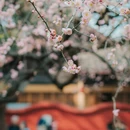 成都旅游 缩略图 5