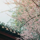 成都旅游 缩略图 1